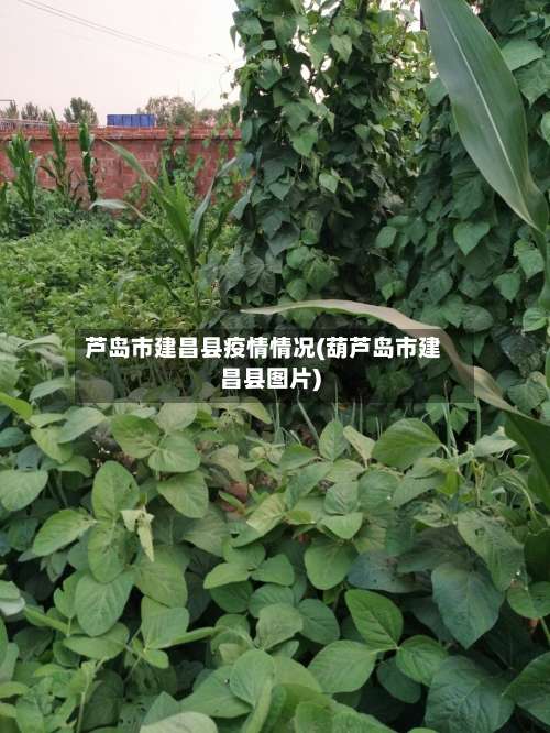芦岛市建昌县疫情情况(葫芦岛市建昌县图片)-第3张图片